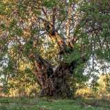 Proseguiamo il nostro cammino e a met� percorso incontriamo un vero e proprio �monumento�: il carrubo-icona dell�intero percorso. �� un albero che avr� perlomeno 700-800 anni�, afferma Patrizia